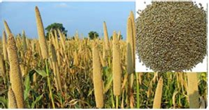 FINGER MILLET/रागी (ORGANIC ACRE)