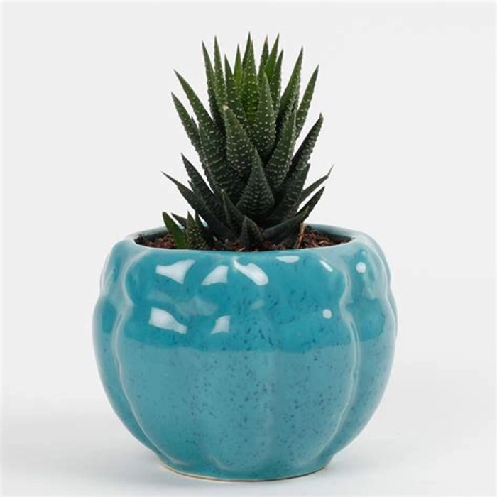 Haworthia Plant in Sky Blue Ceramic Pot