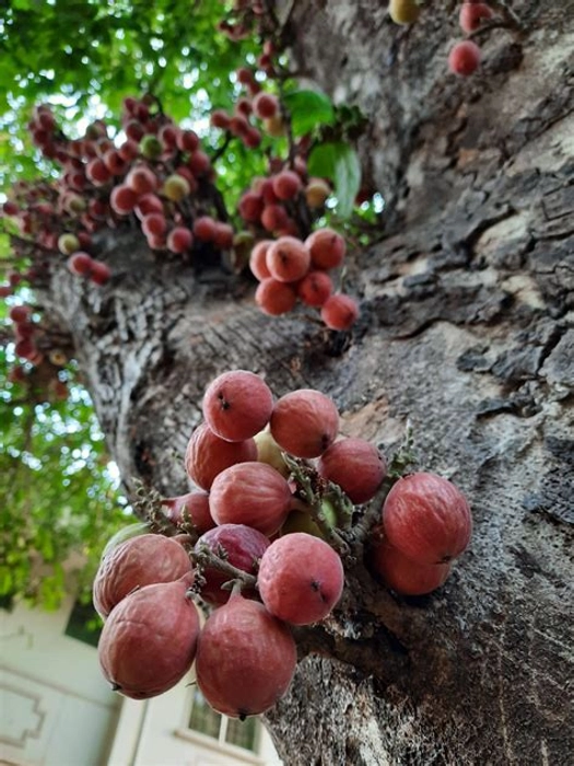 Figs  (Atti Hannu)
