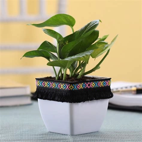 Gold King Money Plant