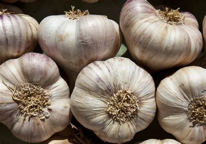 Garlic Gavran