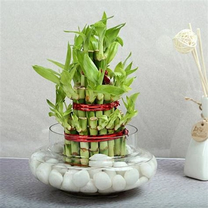 Three Layer Bamboo Good Luck Terrarium