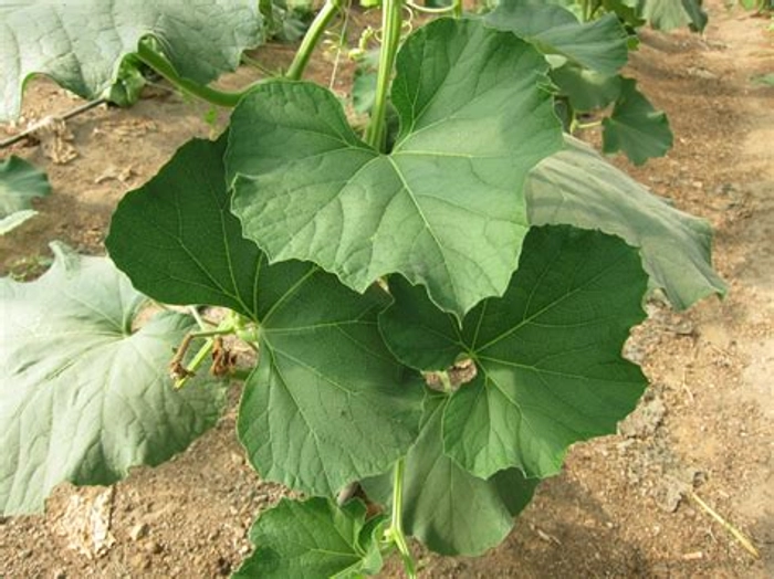 Lau Saag/Bottle Gourd Leaves/Lauki Saag