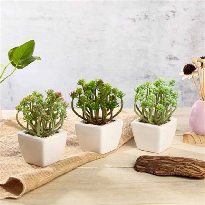 Set Of 3 Green Plants In Ceramic Pots