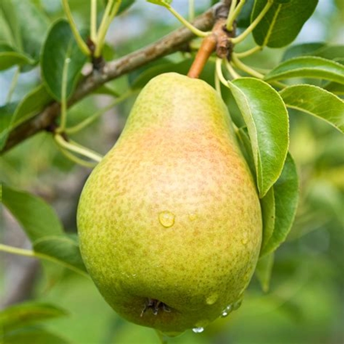 Pear