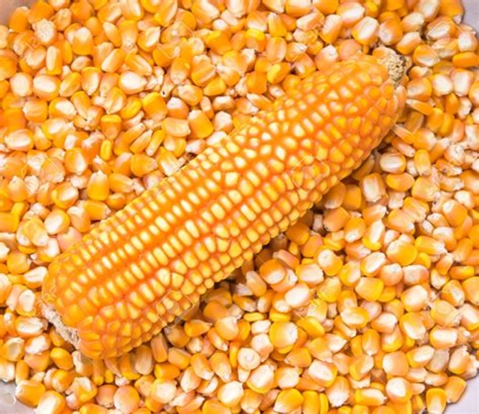 Yellow Maize Seeds