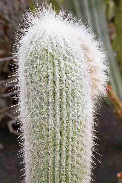 MVM e-comerce Old Man Cactus (Cephalocereus Senilis