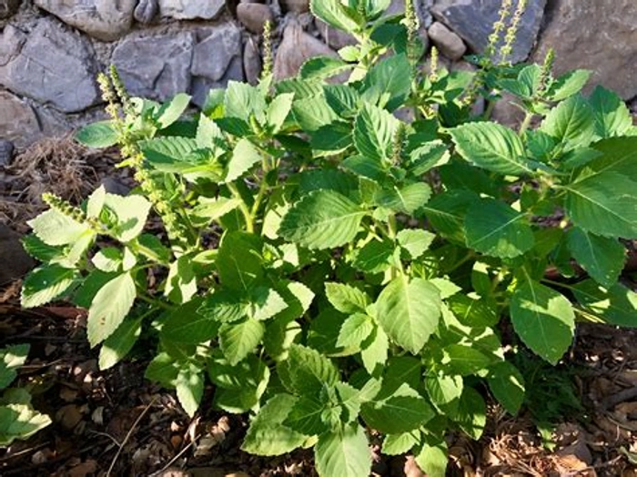 Tulsi- plant