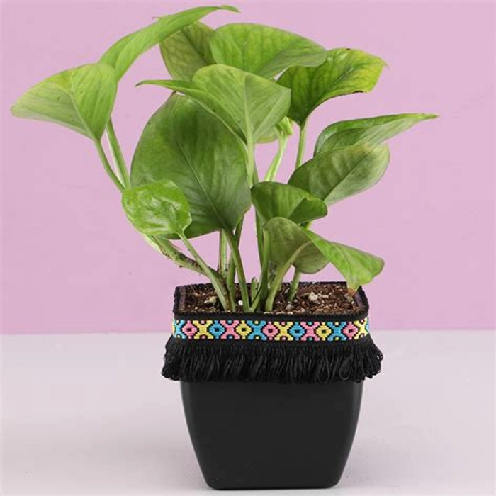 Gold King Money Plant