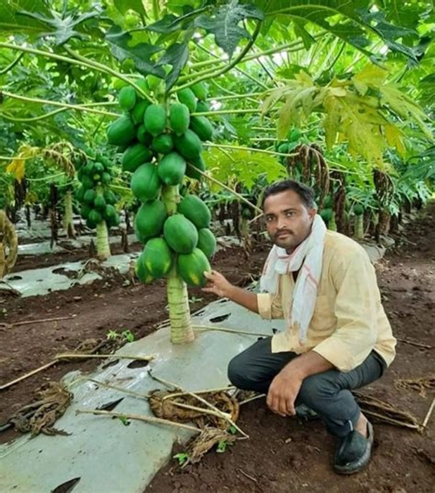 Papaya (ORGANIC ACRE)