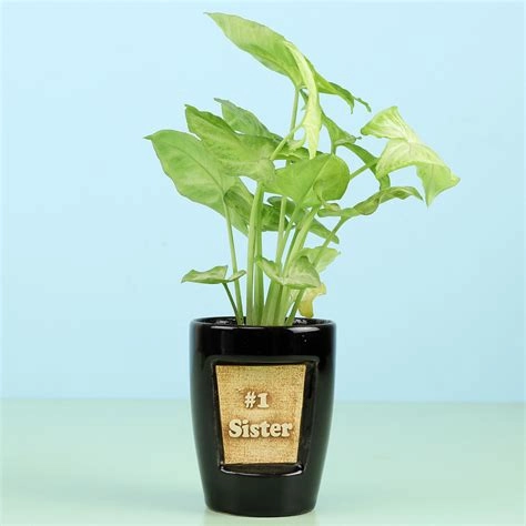 Syngonium Plant For No. 1 Sister