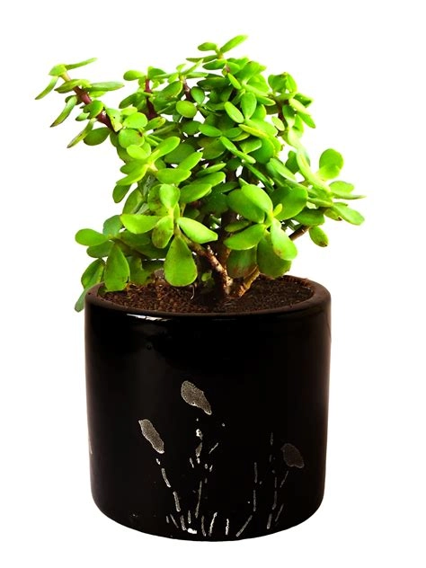 Jade Plant In Black