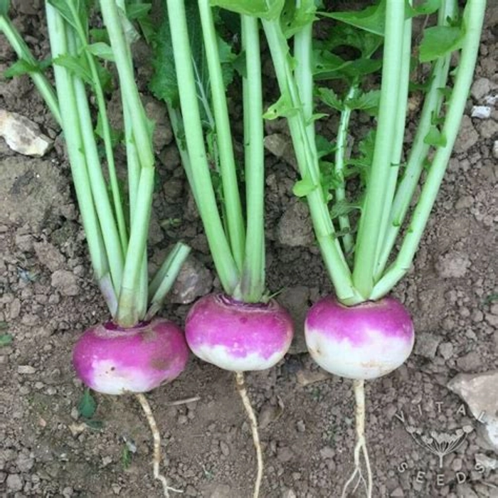 turnip(शलजम)