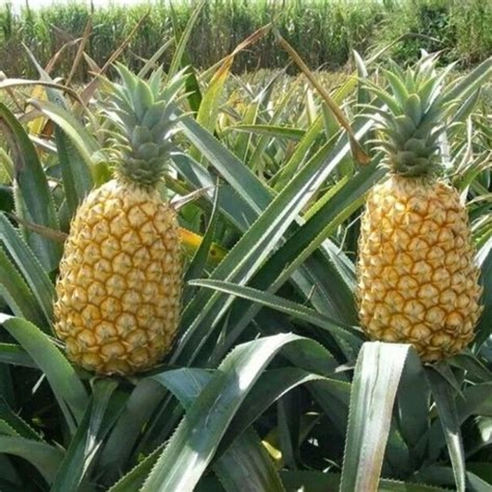 Pineapple