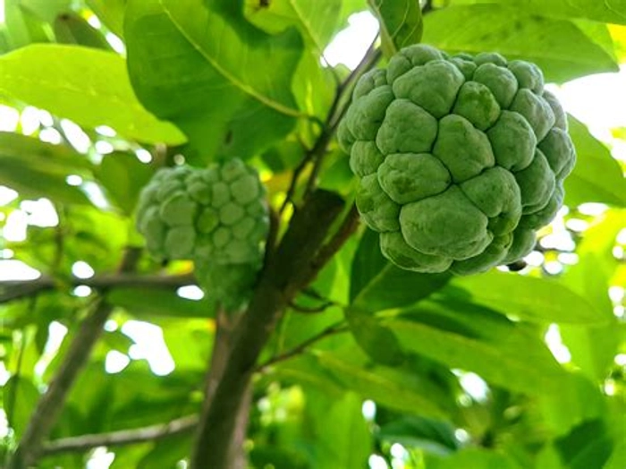 Custard Apple (Gavran)