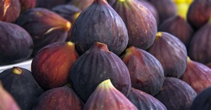 Fresh Fig