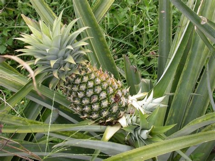 Pineapple