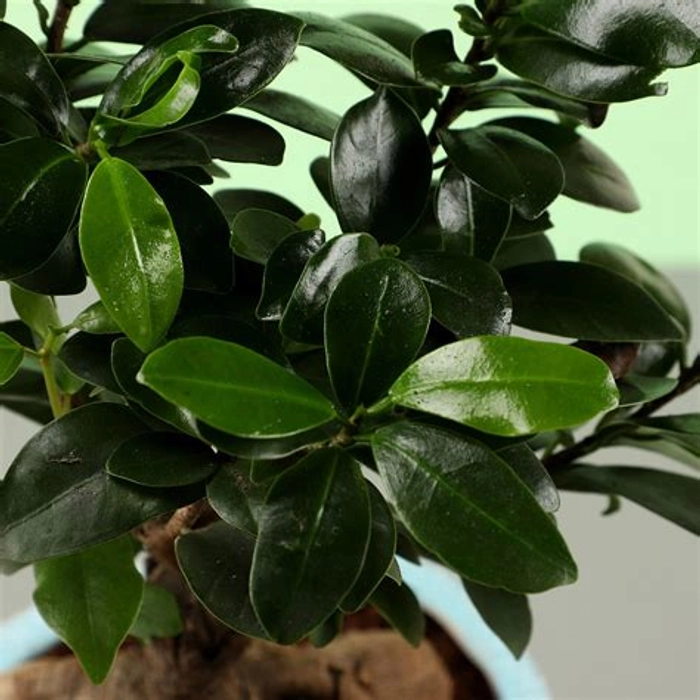 Ficus Ginseng Bonsai In Sea House Planter