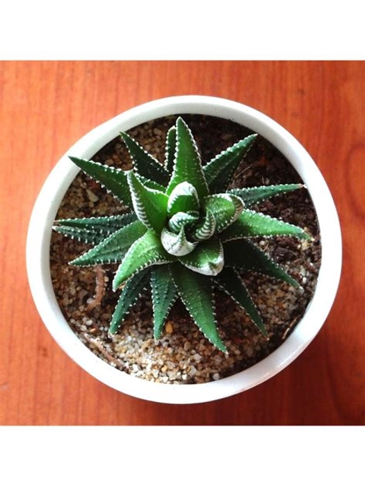 Haworthia Plant in Sky Blue Ceramic Pot