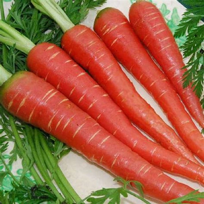 Carrot - Red