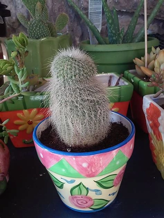 MVM e-comerce Old Man Cactus (Cephalocereus Senilis