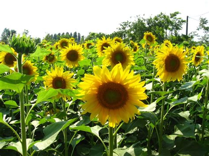 Sunflower Oil (100% Natural, Cold Pressed)