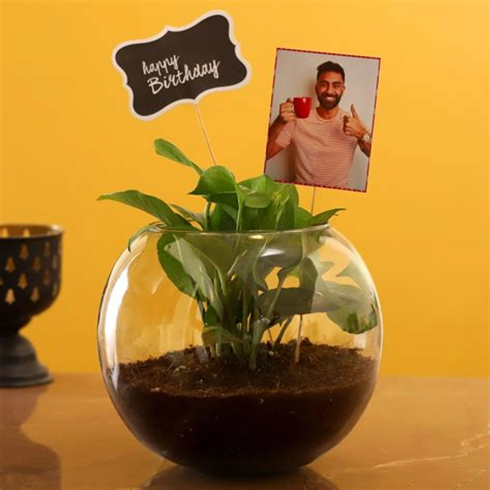 Money Plant Terrarium For Birthday
