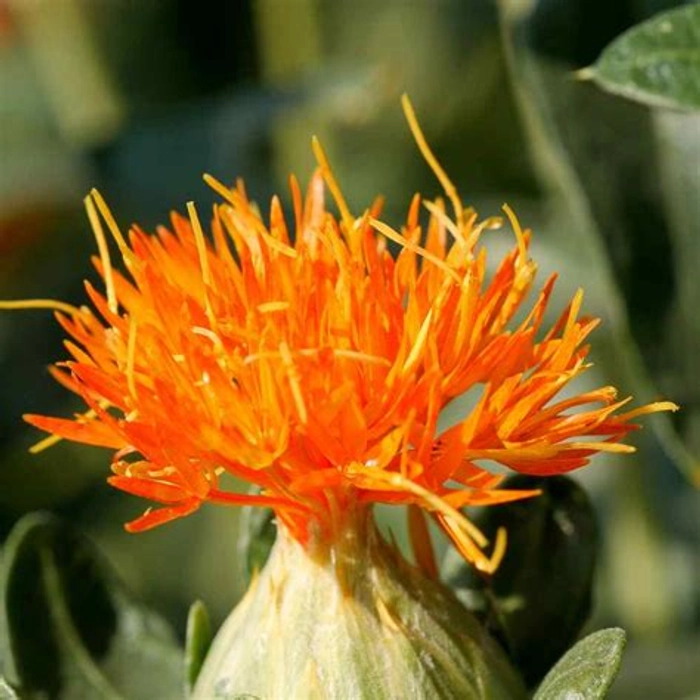 Cold-Pressed Safflower Oil – Arigato Nature