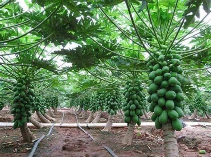 Papaya (ORGANIC ACRE)