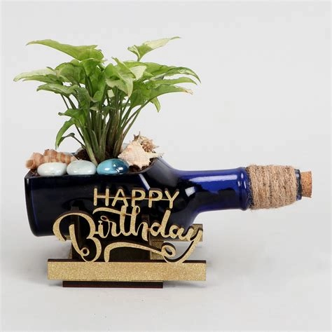 Syngonium Plant In Birthday Antiquity