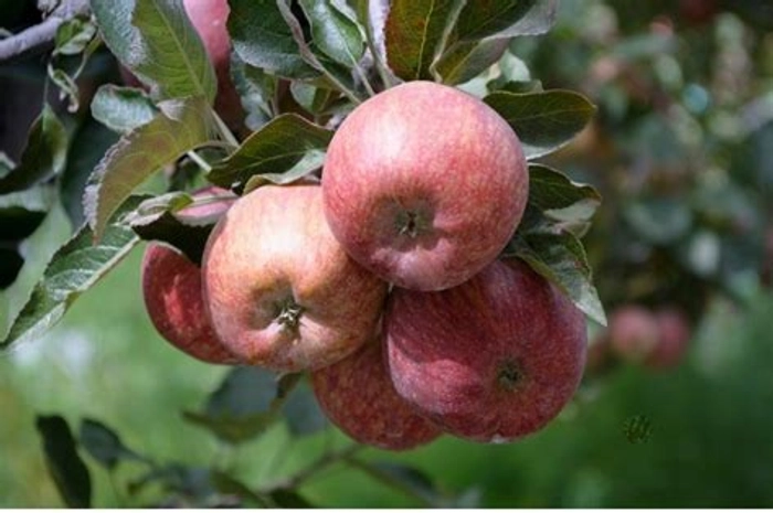 Apple Shimla