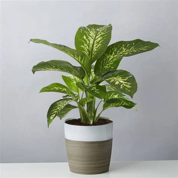 Dumbcane Plant N Money Plant