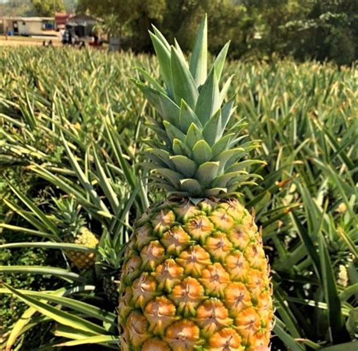 Pineapple