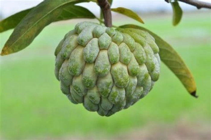 Custard Apple (Gavran)