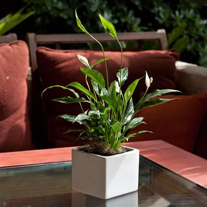 Peace Lily In Square Shaped Planter