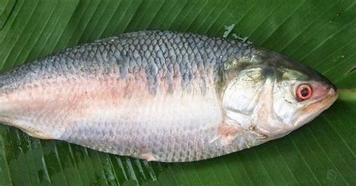 Hilsa Fish 1 Kg