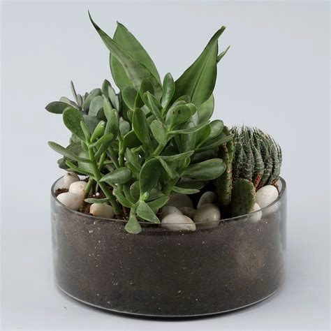 Sansevieria In Thali Vase