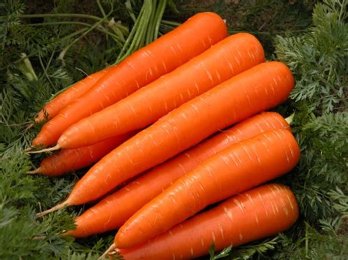 Fresh Carrot (गाजर)