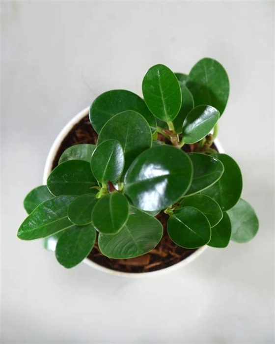 Green Ficus Dwarf Beauty Plant