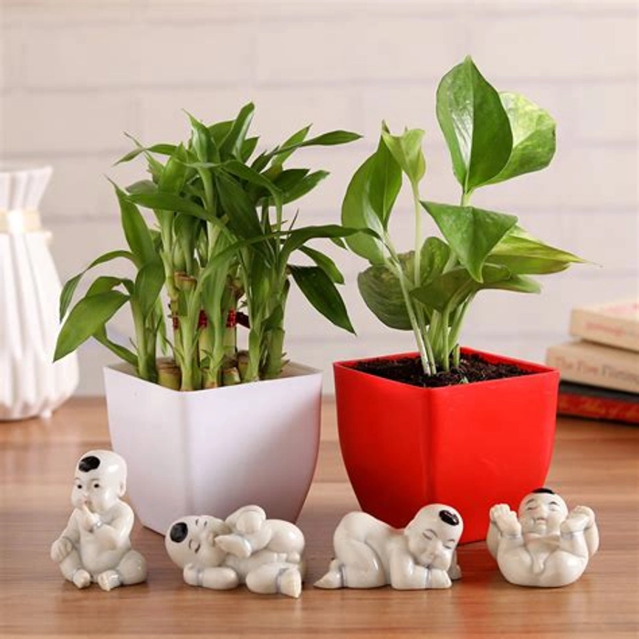 Lucky Bamboo Baby Buddha Combo