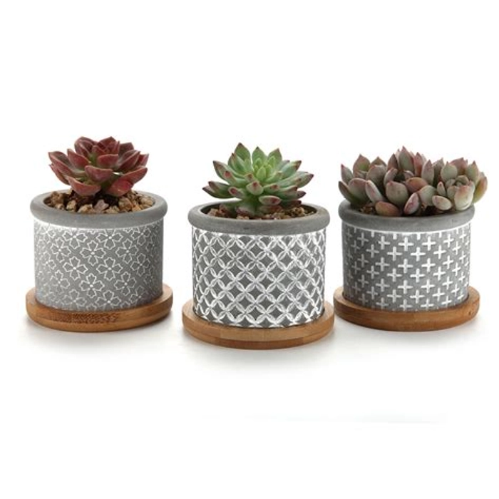 Cactus Pots