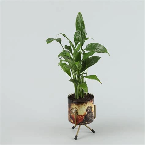 Peace Lily In Buddha Pot