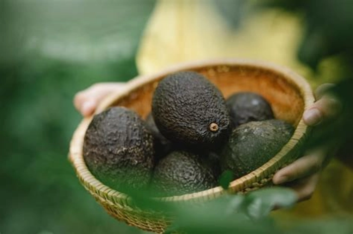 Tanzania Avocado