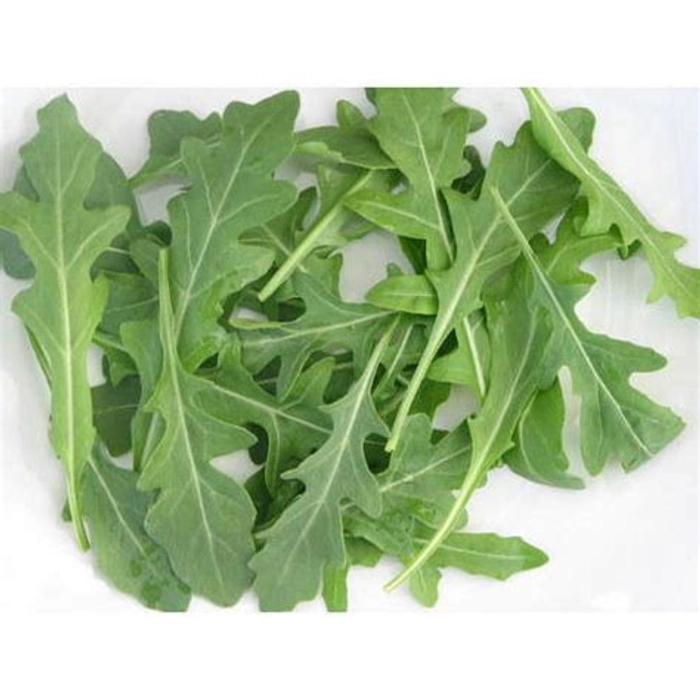 Arugula (Rocket) Leaves