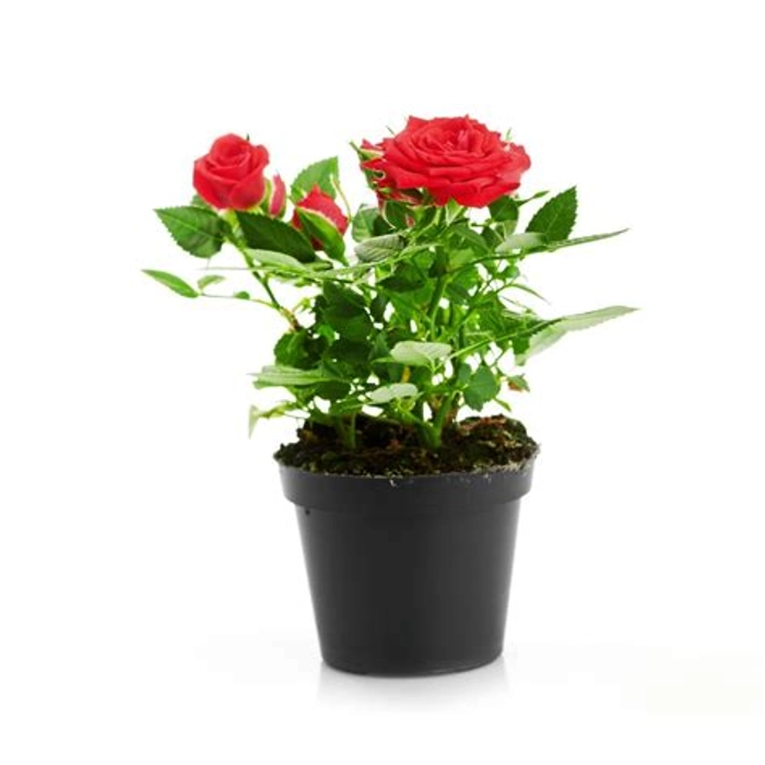 Potted Rose Plant