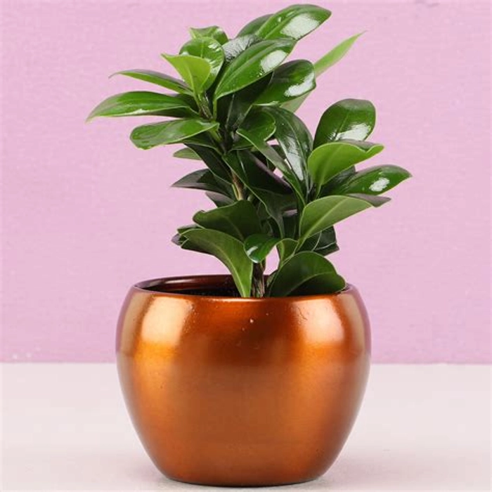 Cute Ficus Compacta Plant In Brass Pot