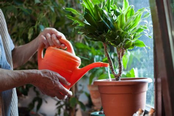 Home Services for Plants