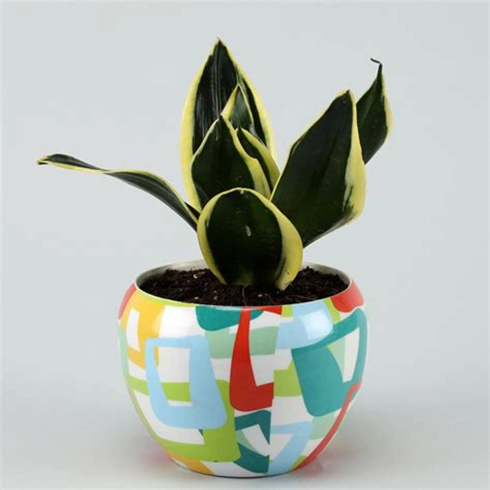 MILT Sansevieria In Abstract White Pot