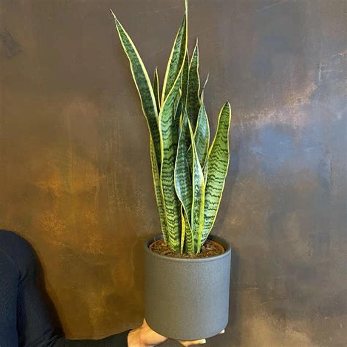 Sansevieria Plant