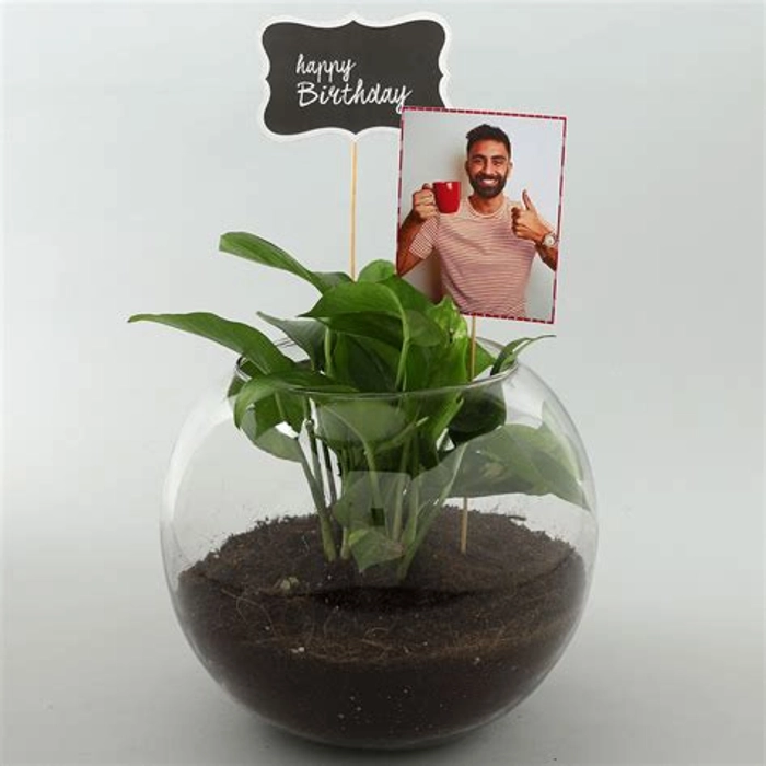 Money Plant Terrarium For Birthday